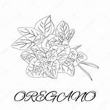 Herbs Spices Oregano Stock Coloring Depositphotos sketch template