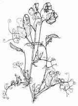 Pea Sweet Lathyrus Flowers Odoratus Peas Plants Poison Drawing Plant Flower Tattoo Gov Au Anbg Illustrations Floral Sweetpea Season Australian sketch template
