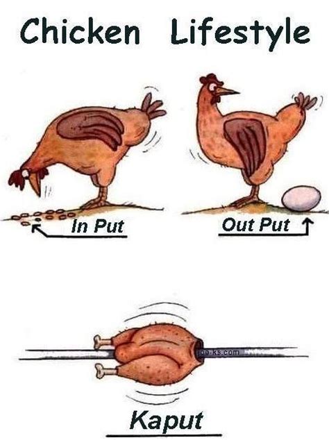 75 best chicken jokes and humor images on pinterest funny stuff