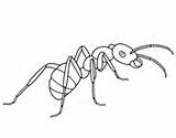 Hormigas Colorare Kleurplaten Formica Mier Supercoloring Hormiga Dibujos Ants Cicala Mieren Printbare sketch template