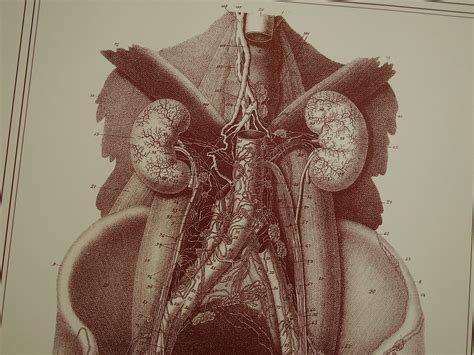 Anatomy Print Of Sexual Organs Penis Lymph Vessels Old Etsy