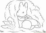 Coloring Cotton Tail Rabbit Peter Pages Coloringpages101 sketch template