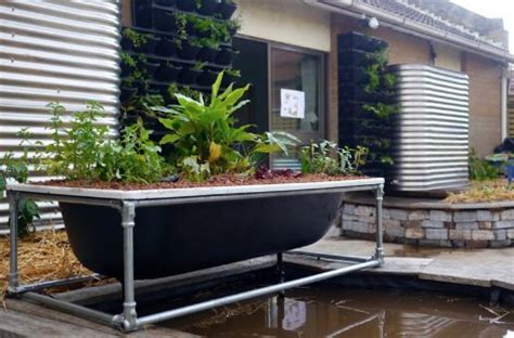 diy bathtub aquaponic system homestead survival