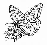 Tpwd Texas Butterfly Monarch State Symbols Kids Tx Coloring Pages sketch template