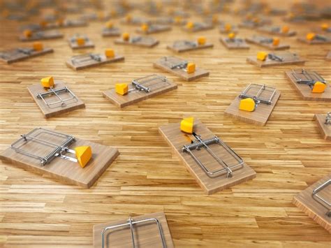 mouse traps   slice  cheese scattered   floor