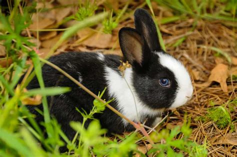 Top 12 Rabbit Breeds Complete Guide Of The Best Rabbits Northern Nester
