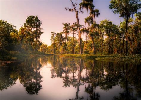 bayou      bayou swamp tours