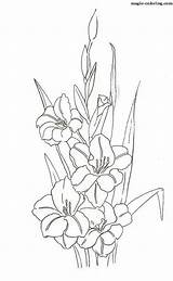 Gladiolus Coloring Flower Drawing Pages Designlooter Getdrawings sketch template