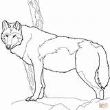 Wolf Coloring Pages Howling Getcolorings Wealth Color sketch template