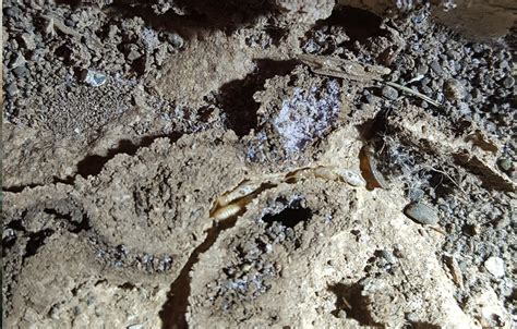 subterranean termite information rambo total pest control