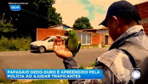 parrot tipped  drug dealers   raid authorities   hes  custody
