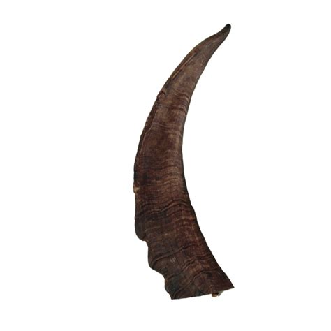 animal horns png  image png  png