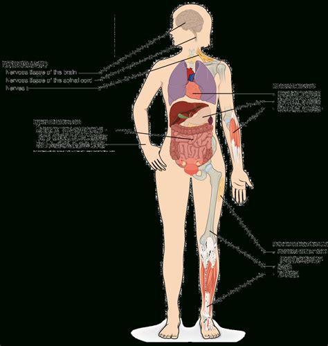 Tissues Organs Organ Systems Article Khan Academy — Db