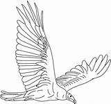 Vulture Coloring Pages Turkey Eagle Drawing Soaring Vultures Color Print Getdrawings Getcolorings Designlooter Printable 82kb 564px sketch template