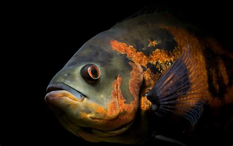 deep sea fish wallpapers  images wallpapers pictures