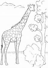 Giraffe Coloring Pages Cute Colouring Choose Board sketch template