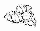 Coloring Hazelnuts Coloringcrew Fruits sketch template