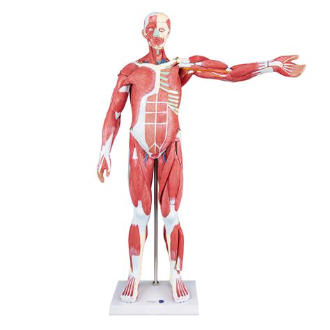 cm human anatomical muscle model male  parts southern biological