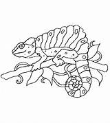 Chameleon Fargelegging Momjunction Kameleon Gaupe Lille Lizard Sider sketch template