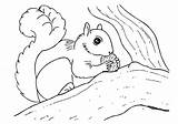 Squirrel Coloring Outline Drawing Flying Pages Scaredy Getcolorings Paintingvalley Col sketch template