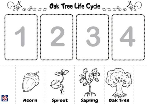 acorn  oak tree  printables teachersmagcom tree life