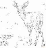 Coloring Pages Deer Whitetail Doe Color Drawing Getcolorings Printable Getdrawings sketch template
