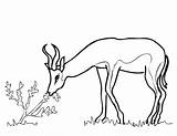 Springbok Africa South Coloring Pages Drawing Outline Printable Gazelle Template Drawings Dot Crafts Impala Categories Sketch sketch template