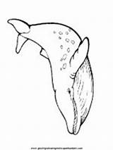 Pesci Acquatici Balena Disegnare sketch template