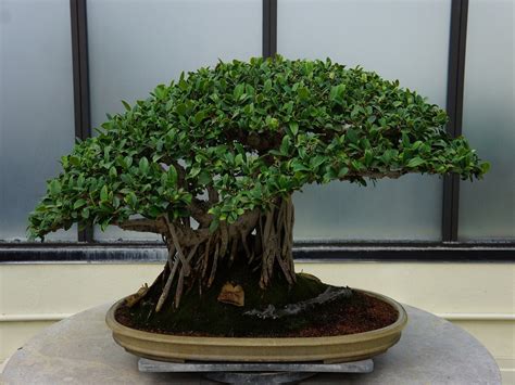 belajar  membuat bonsai pohon beringin khusus  pemula toko