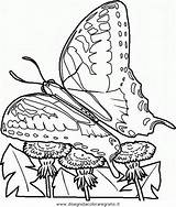 Schmetterling Kleurplaten Papillon Vlinder Insects Colorat Farfalle Farfalla Coloriages Fleurs Vlinders Animale Ninos P15 Fluturasi Schmetterlinge Mariposa Borboletas Riscos Mariposas sketch template