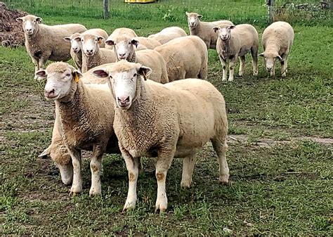 introduction  sheep breeds cornell small farms