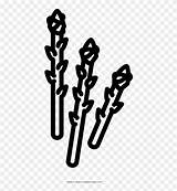 Asparagus Pngfind sketch template