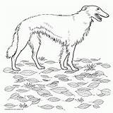 Animals Dog Borzoi Coloring Basenji sketch template