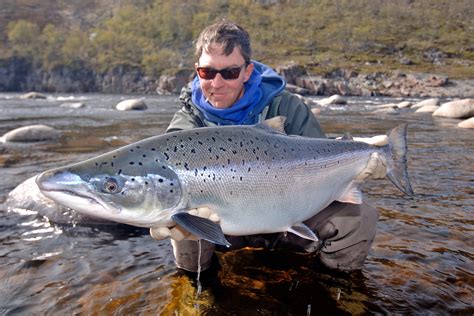 atlantic salmon fish