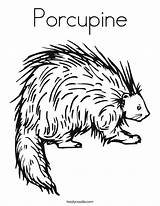 Porcupine Coloring Pages Printable Rat Outline Animal Kids Twistynoodle Porcupines Book Preschool Drawings Favorites Login Add Beaver Designlooter Choose Board sketch template