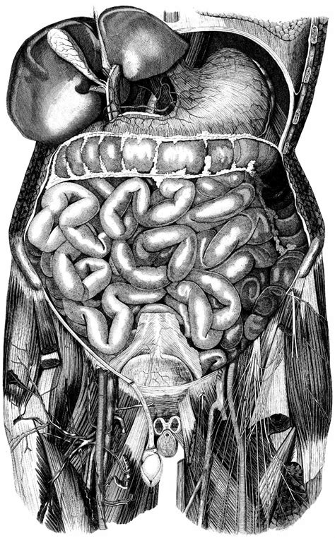 vintage anatomy drawings black  white abdomen