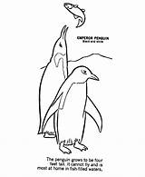 Coloring Pages Penguin Animals Antarctica Printable Wild Animal Antarctic Kids Activity Fish Sheet Print Species Different Library Winter Sheets Honkingdonkey sketch template