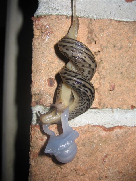 File Mating Great Grey Slug 4111  Wikimedia Commons