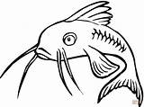 Pesce Gatto Peixe Pesci Pez Catfish Losos Amarilis sketch template