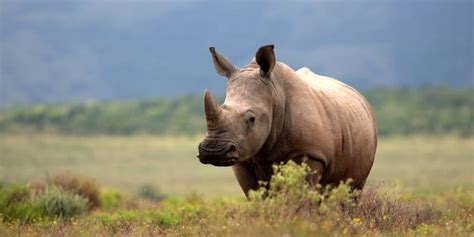 rinoceronte animal informacion habitat  caracteristicas