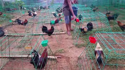 World Largest Cock Farm 🐤 Youtube
