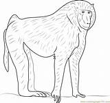 Baboon Coloring Olive Pages Coloringpages101 752px 05kb Baboons Kids Printable sketch template