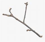 Clipart Twigs Twig Clipground Cliparts sketch template