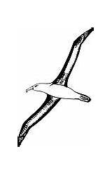 Albatross Clipart sketch template