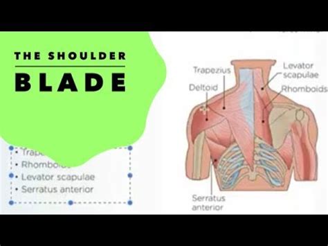shoulder anatomy shoulder blade muscles youtube