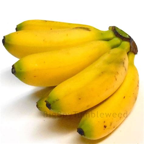 top  pictures    small bananas called  spanish superb