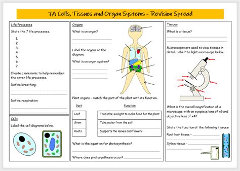 Cells Tissues And Organ Systems Revision Spread Teaching Resources