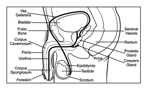 Male Reproductive System Illustrations To Assist In