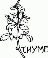 Thyme sketch template