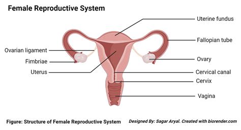 cervical cancer screening         important